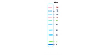 4. Prestained Protein Marker 11